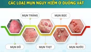 MỤN DƯƠNG VẬT