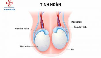 Cấu tạo của tinh hoàn