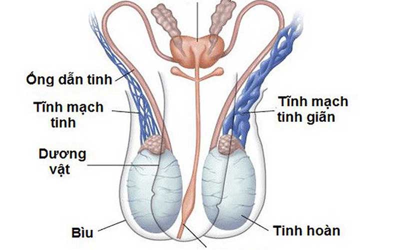 dau-tinh-hoan